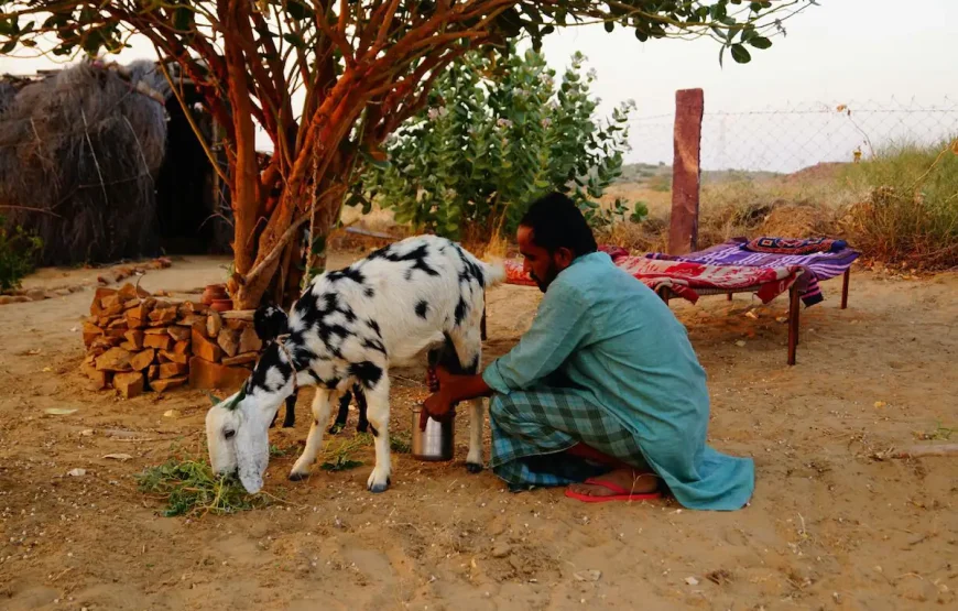 GreenArts – Experience the desert at Jaisalmer