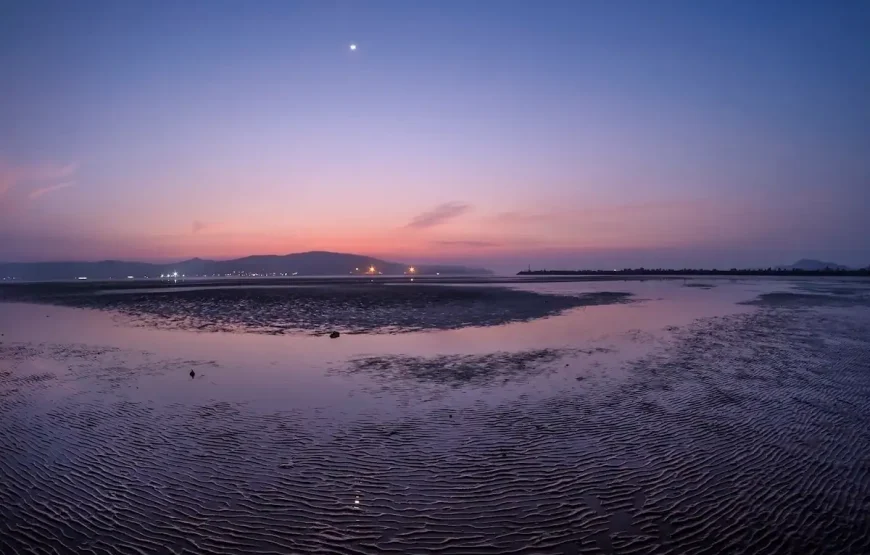 Little Paradise Orchid