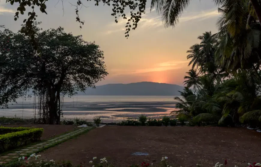 Little Paradise Orchid